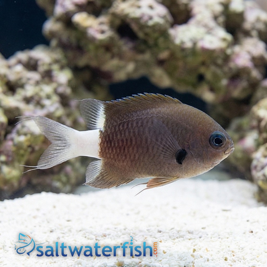 Bicolor Chromis Damsel