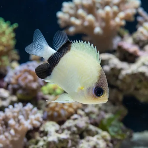 Black-Bar Chromis