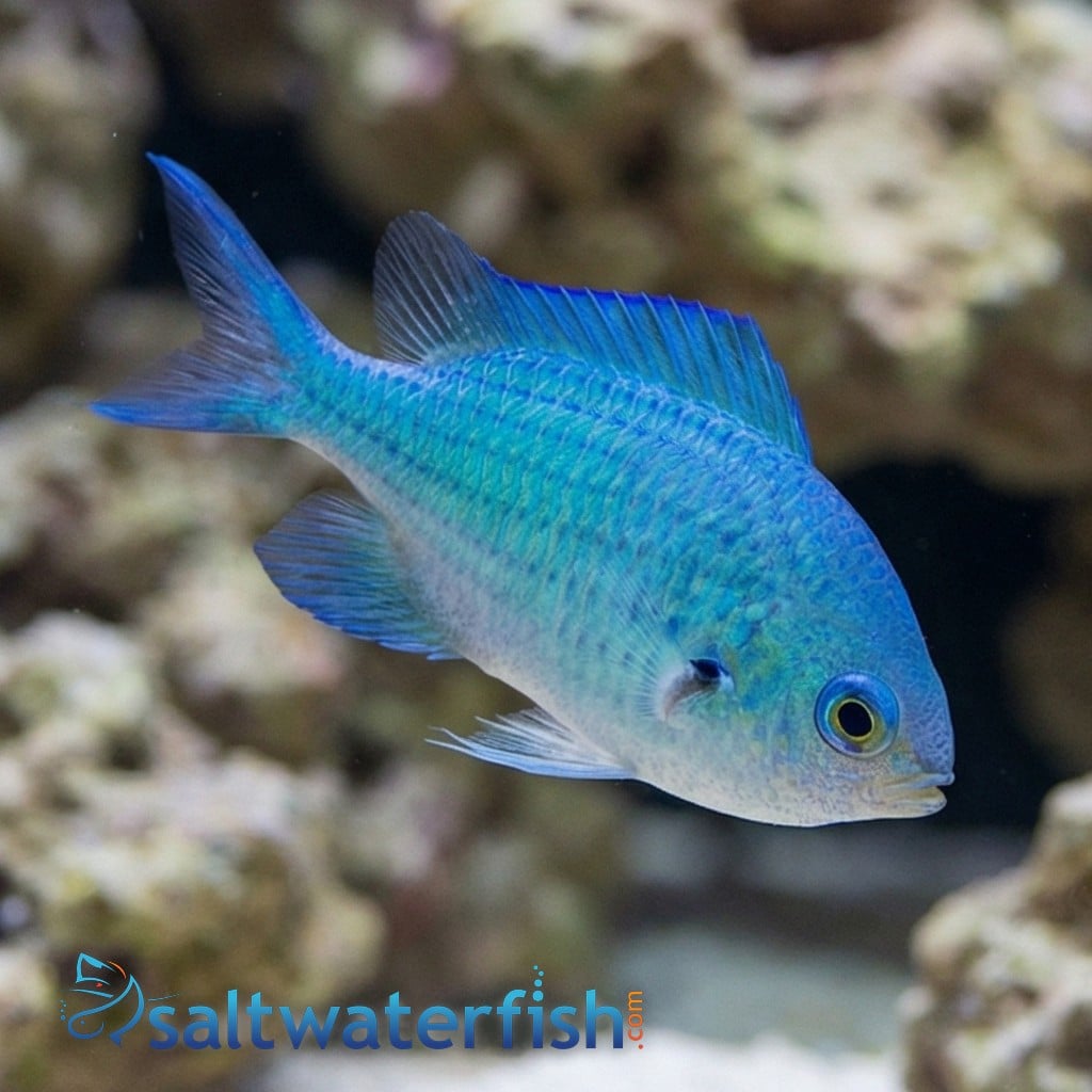 Green Chromis - South Pacific
