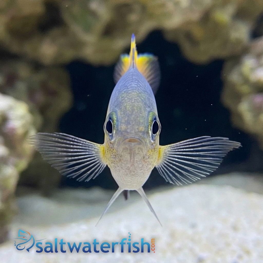 Vanderbilt Chromis Damsel: Lyretail