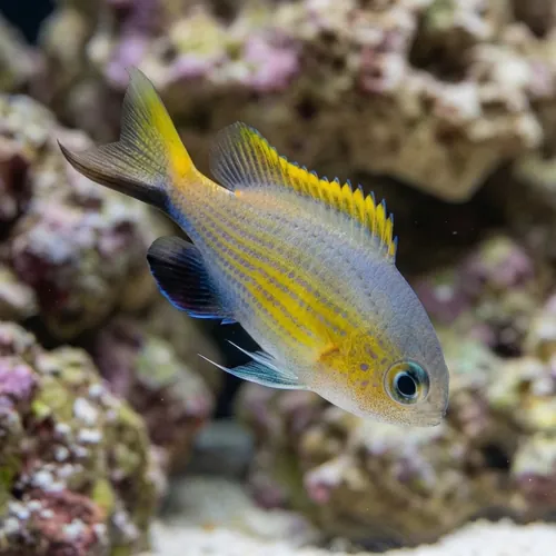 Vanderbilt Chromis Damsel: Lyretail