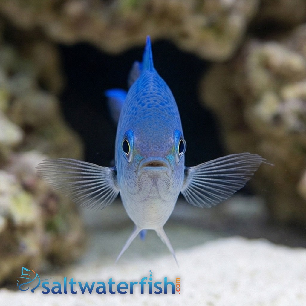 Green Chromis - Central Pacific