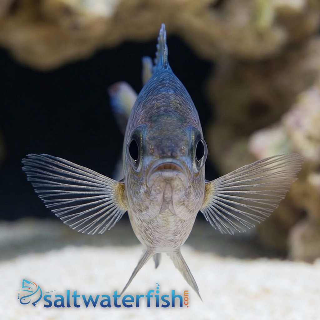 Webers Chromis