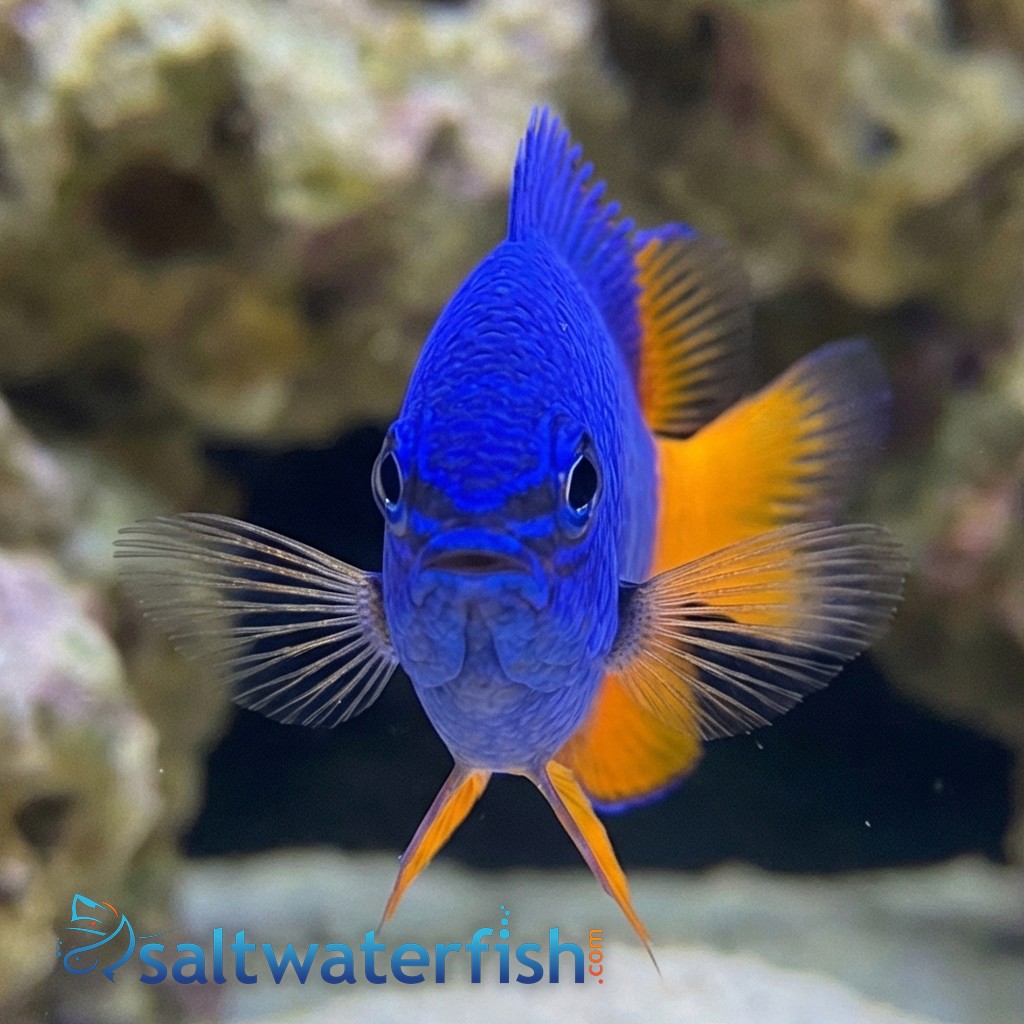Goldtail Half Blue Damsel