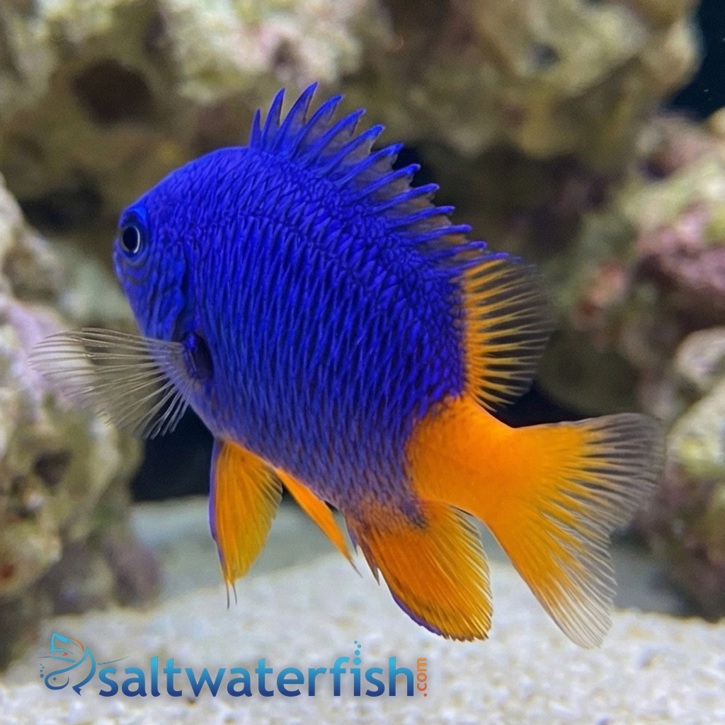 Goldtail Half Blue Damsel
