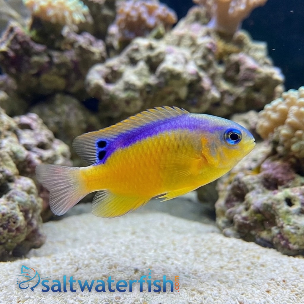 Surge Damsel - Indian Ocean