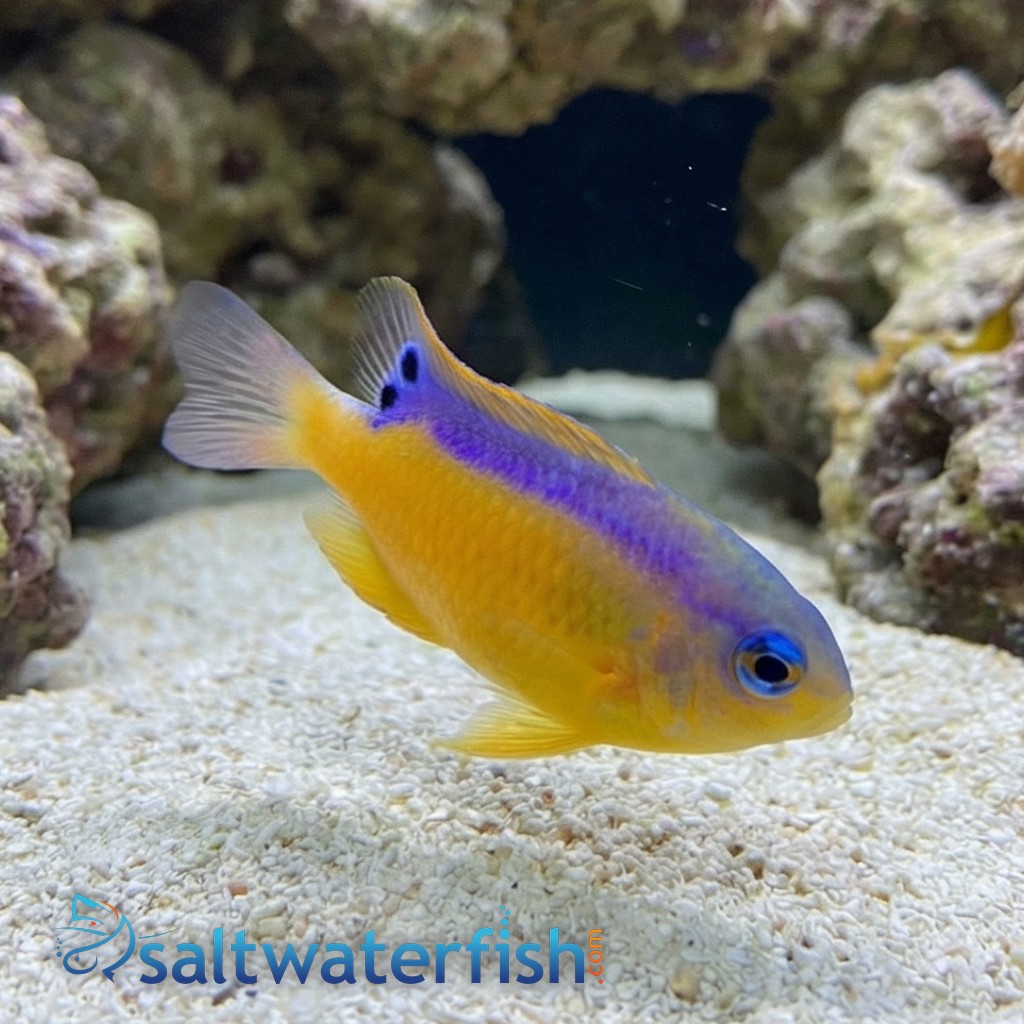 Surge Damsel - Indian Ocean