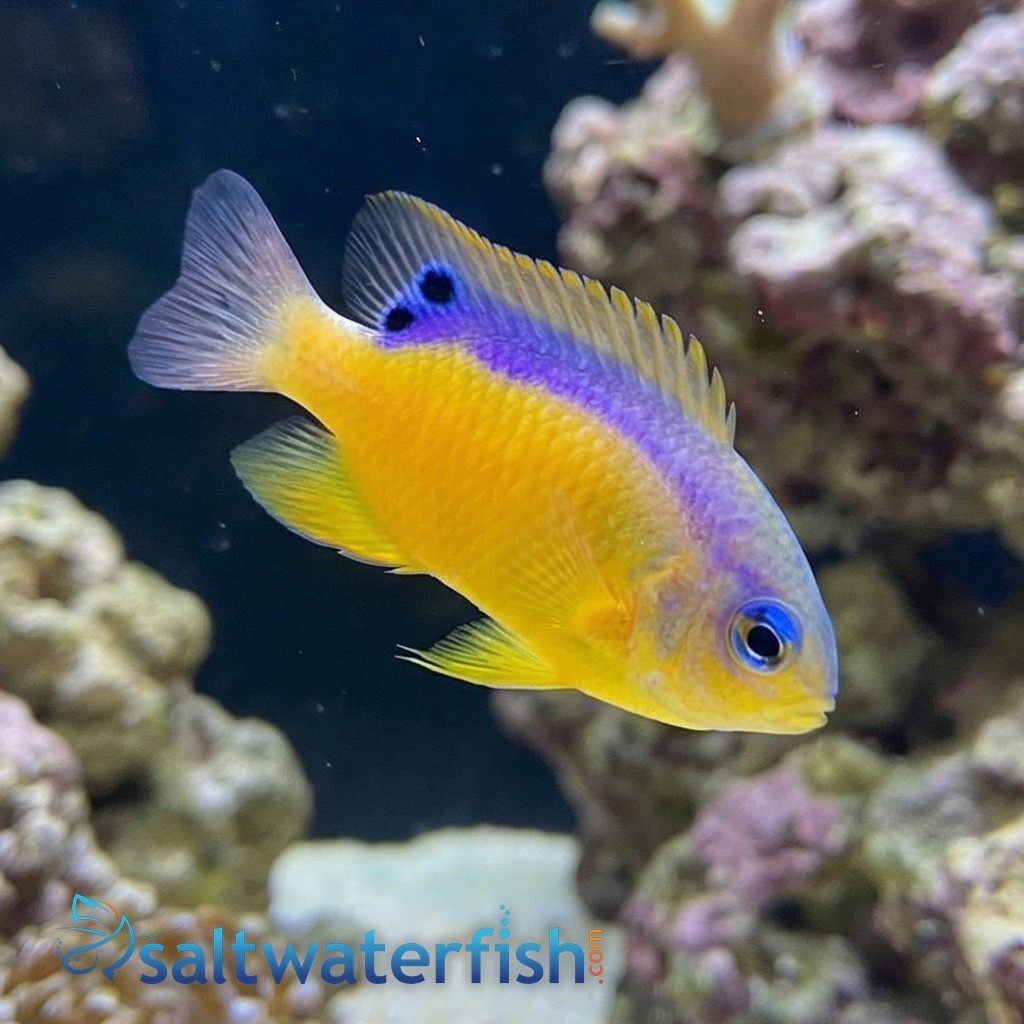 Surge Damsel - Indian Ocean