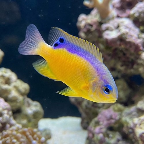 Surge Damsel - Indian Ocean