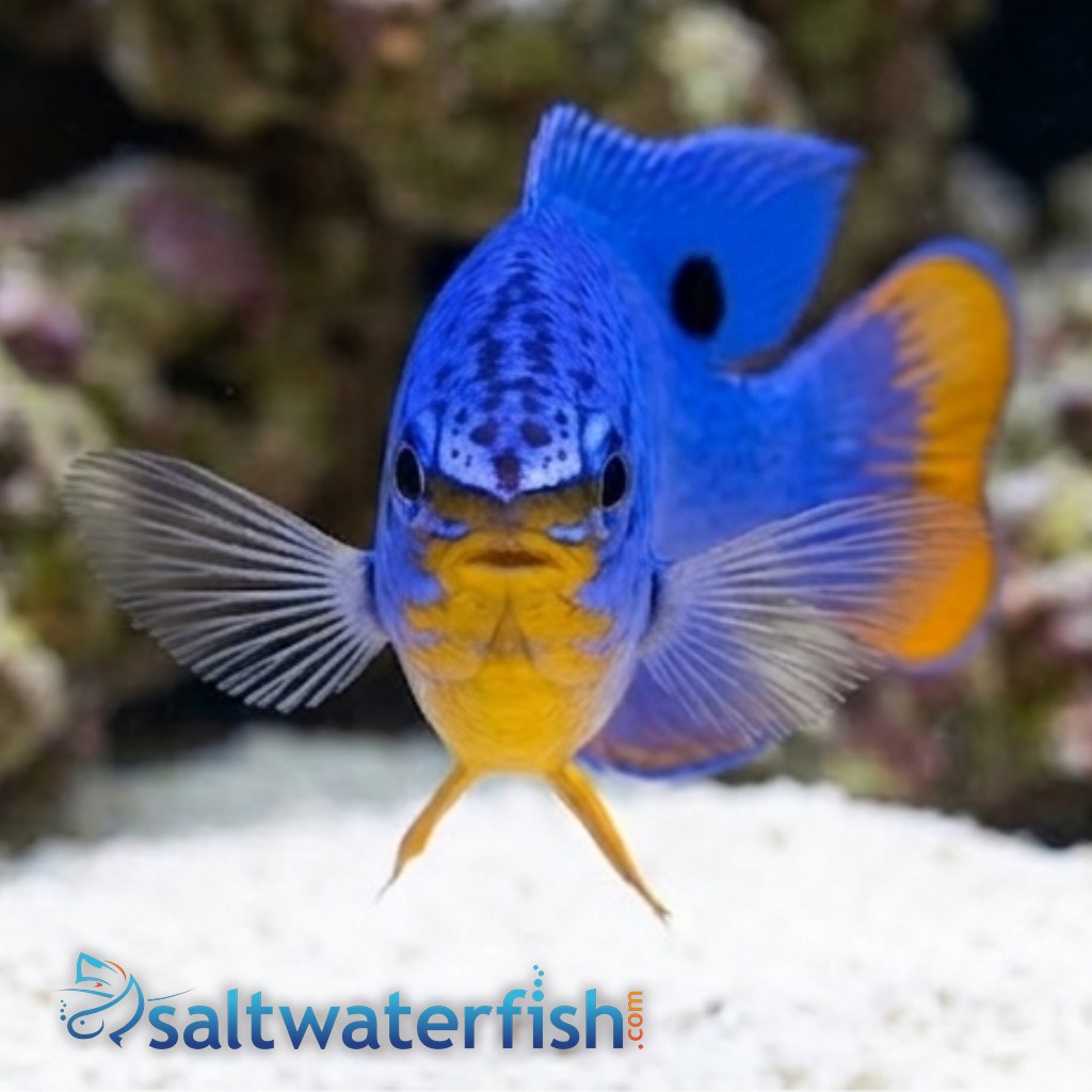 Blue Damsel