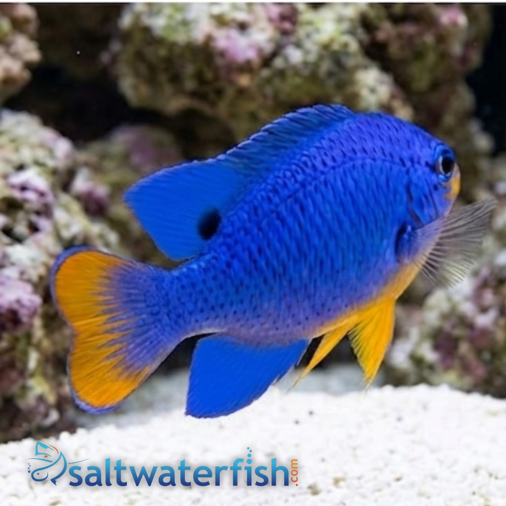 Blue Damsel