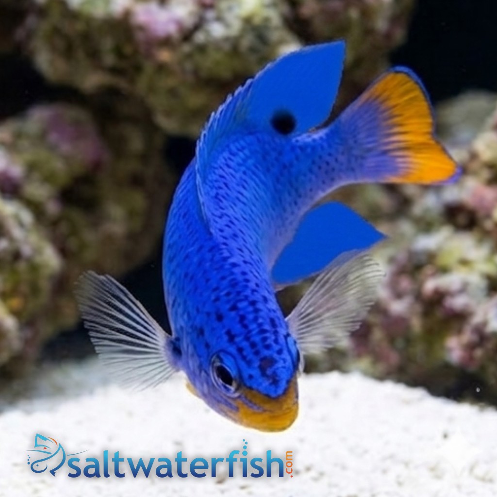 Blue Damsel