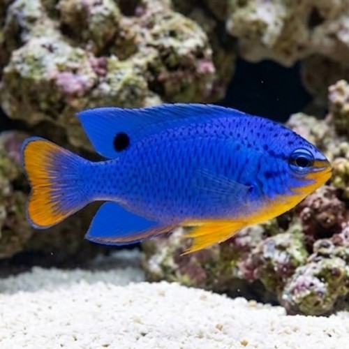 Blue Damsel
