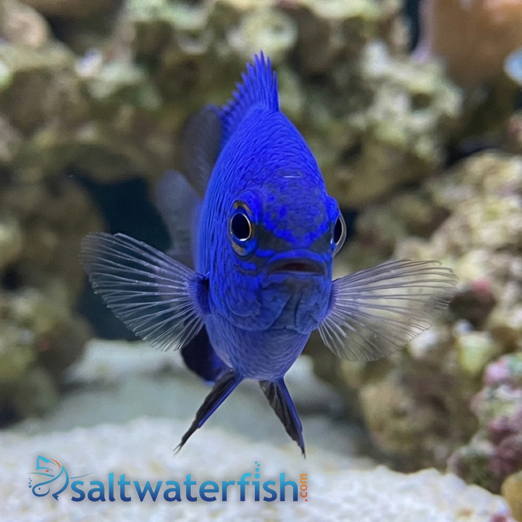 Blue Devil Damsel, Malenesian