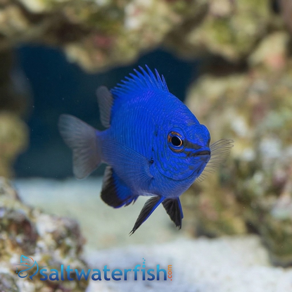 Blue Devil Damsel, Malenesian