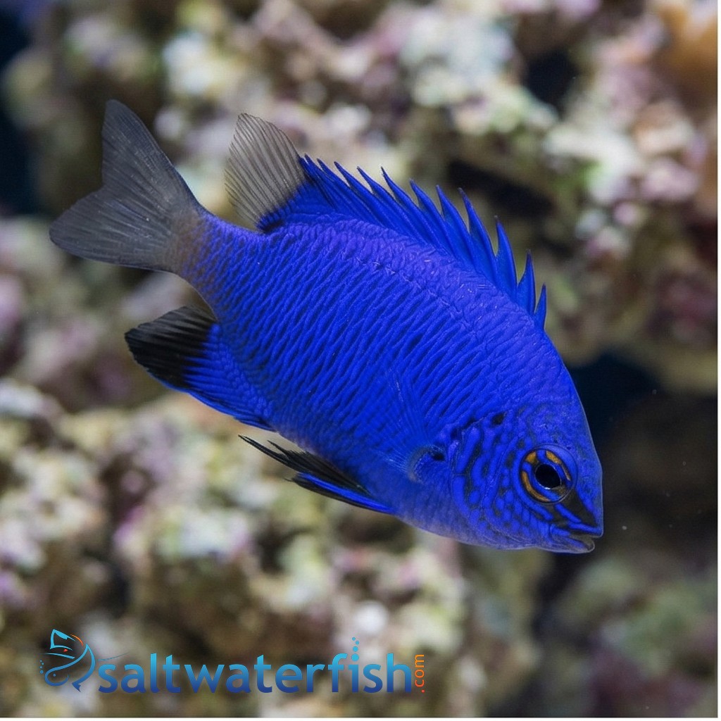 Blue Devil Damsel, Malenesian