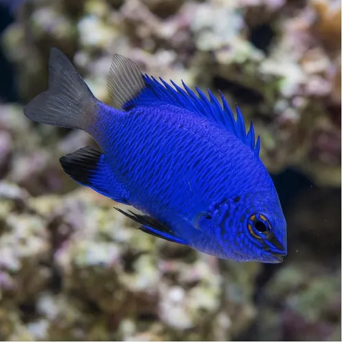 Blue Devil Damsel, Malenesian