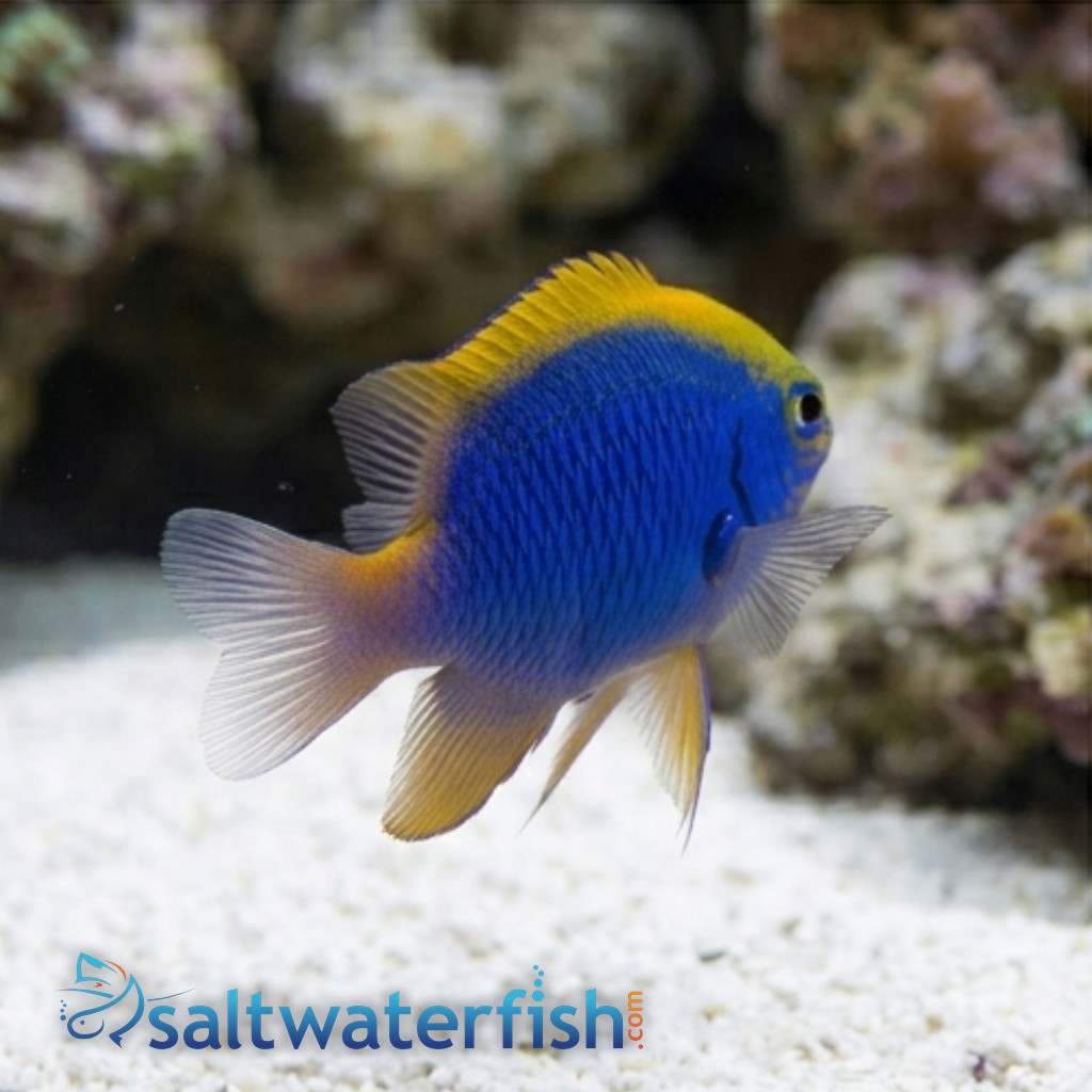 Yellowfin Blue Devil Damsel - South Pacific