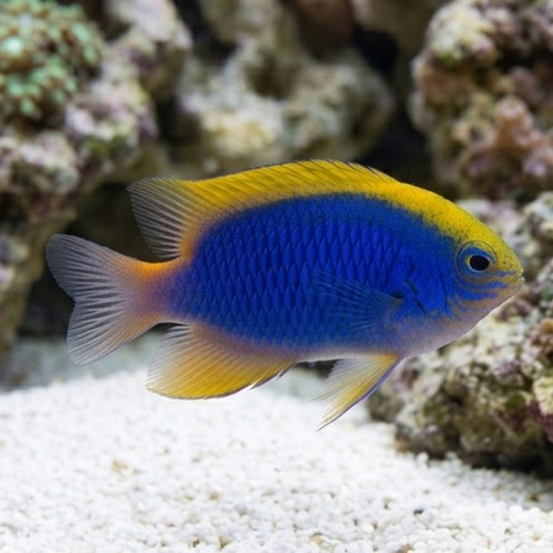 Yellowfin Blue Devil Damsel - South Pacific