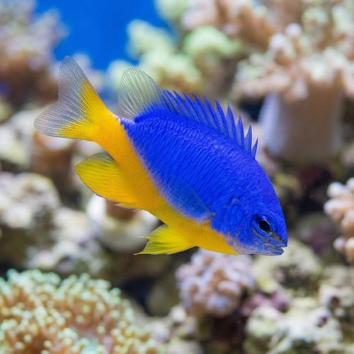 Kupang Damsel