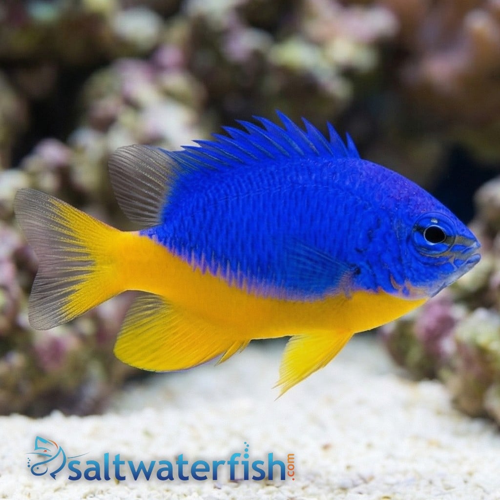 Half Blue Damsel
