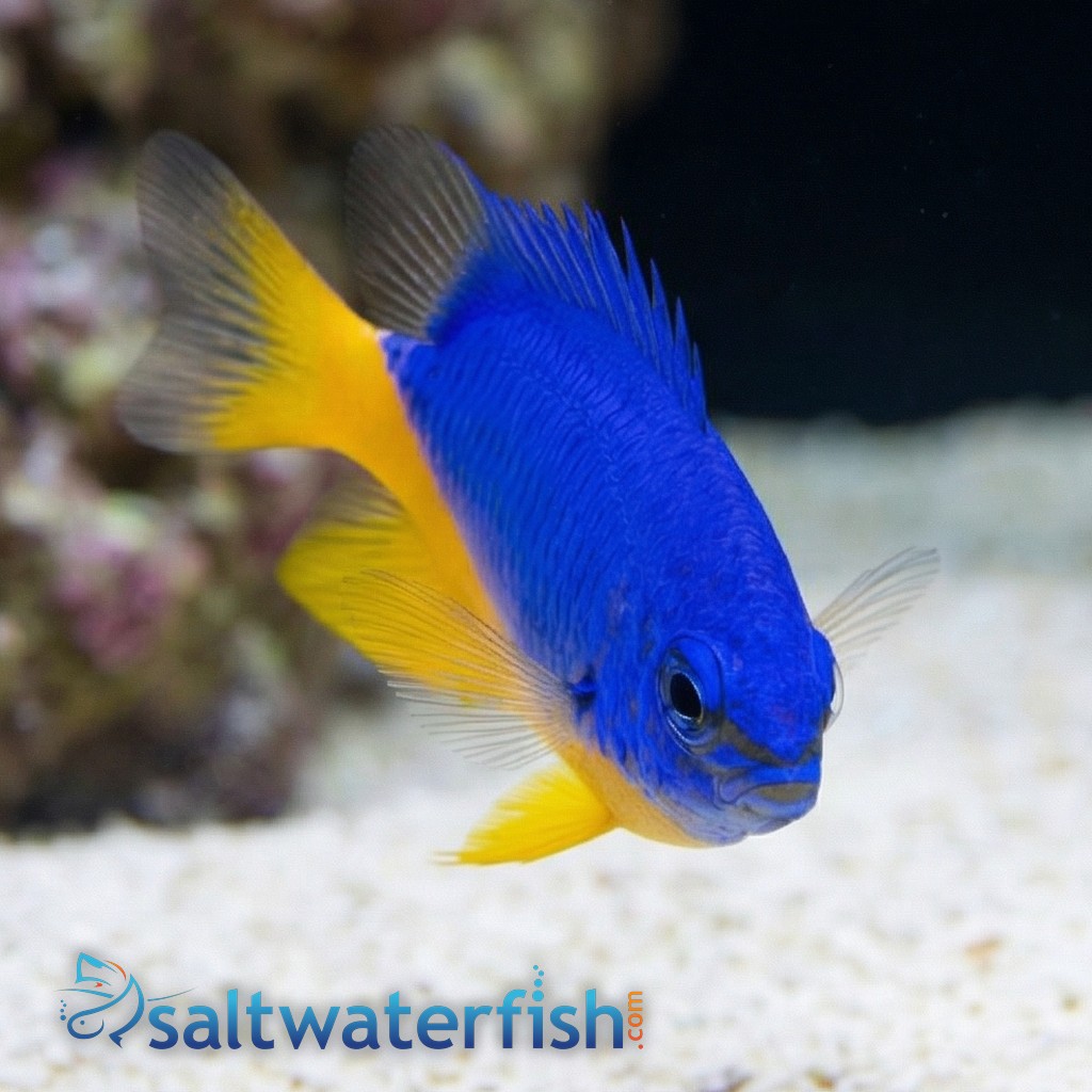 Half Blue Damsel