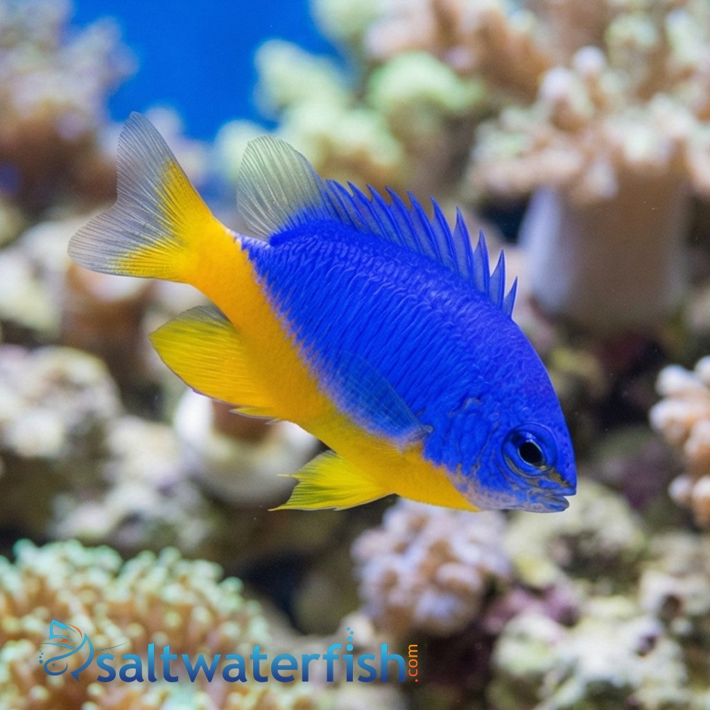 Half Blue Damsel