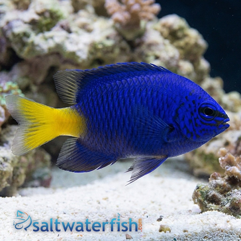 Yellowtail Blue Damsel