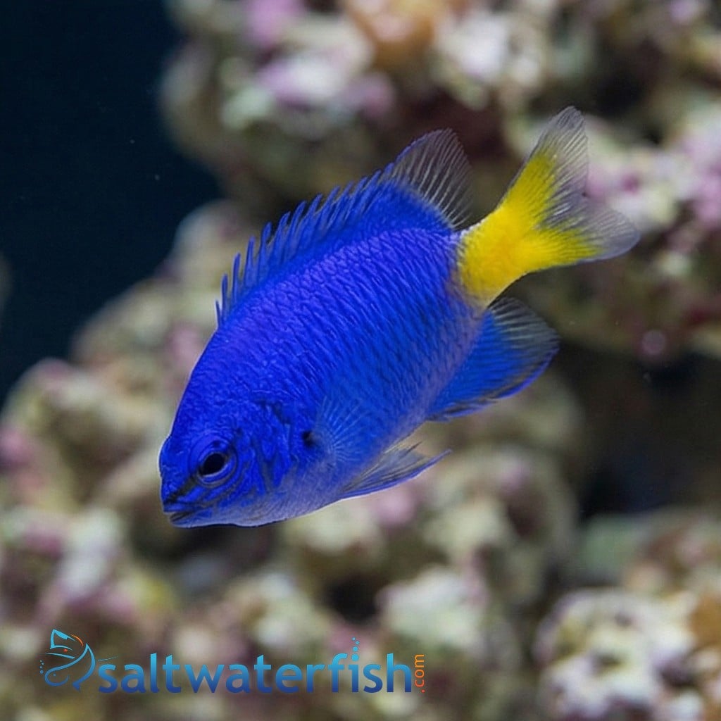 Yellowtail Blue Damsel