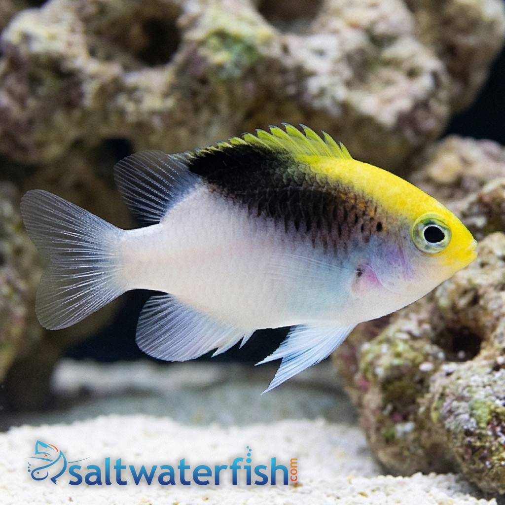 Rolland's Damsel