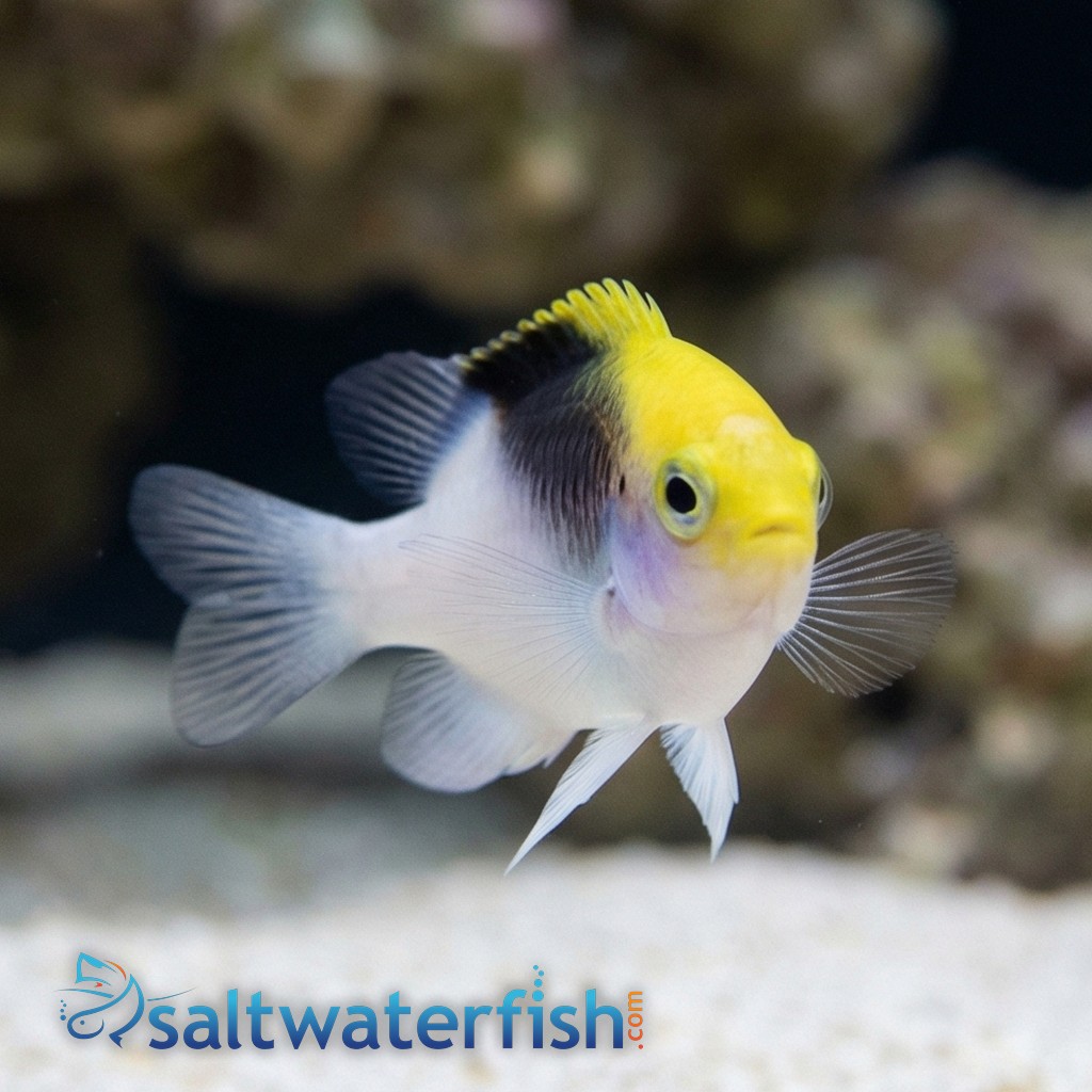 Rolland's Damsel