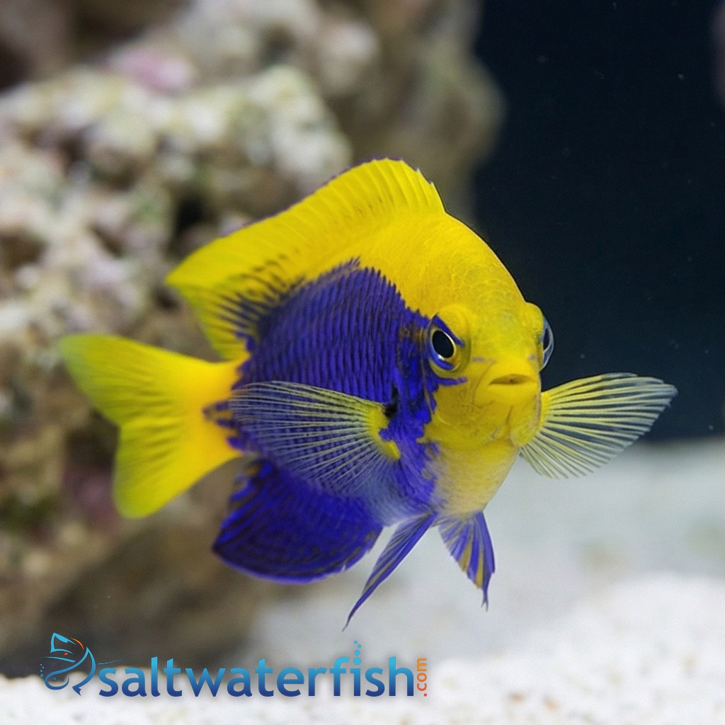 Starcki Damsel - Coral Sea