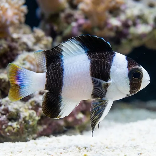 3 Band "Tuxedo" Damsel