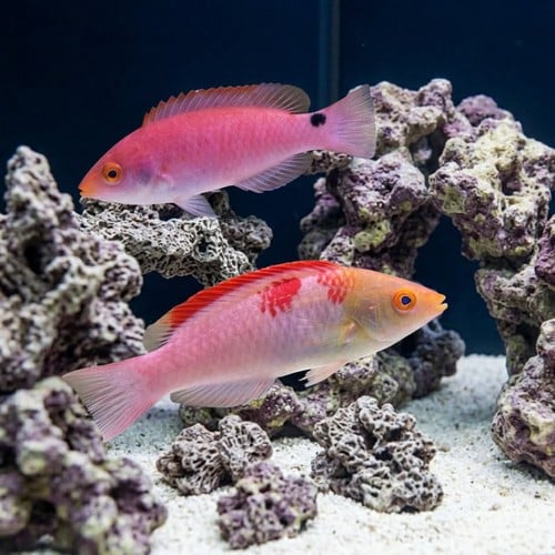 Debelius / Koi Fairy Wrasse