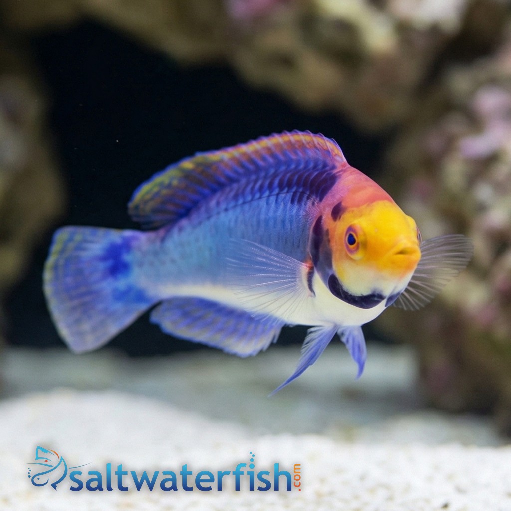 Solar Fairy Wrasse