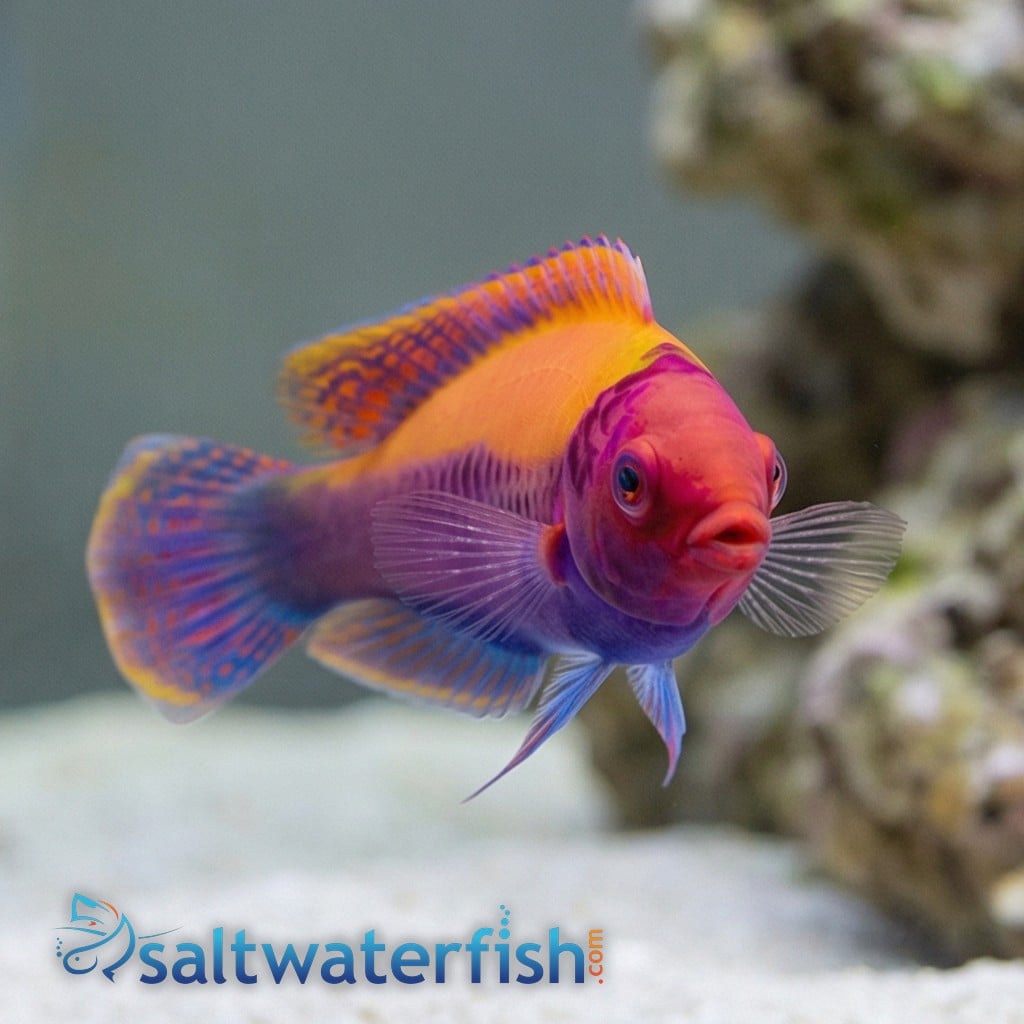 Orange Back Fairy Wrasse