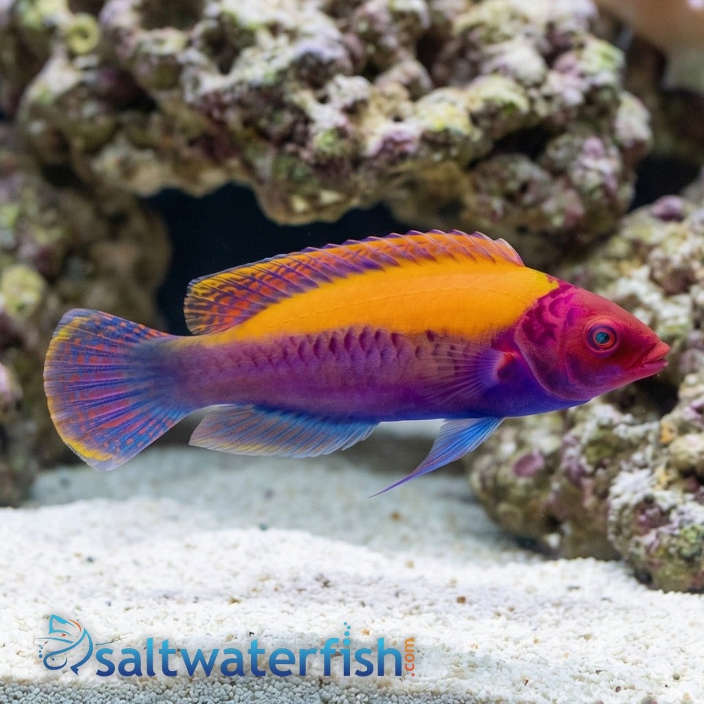 Orange Back Fairy Wrasse