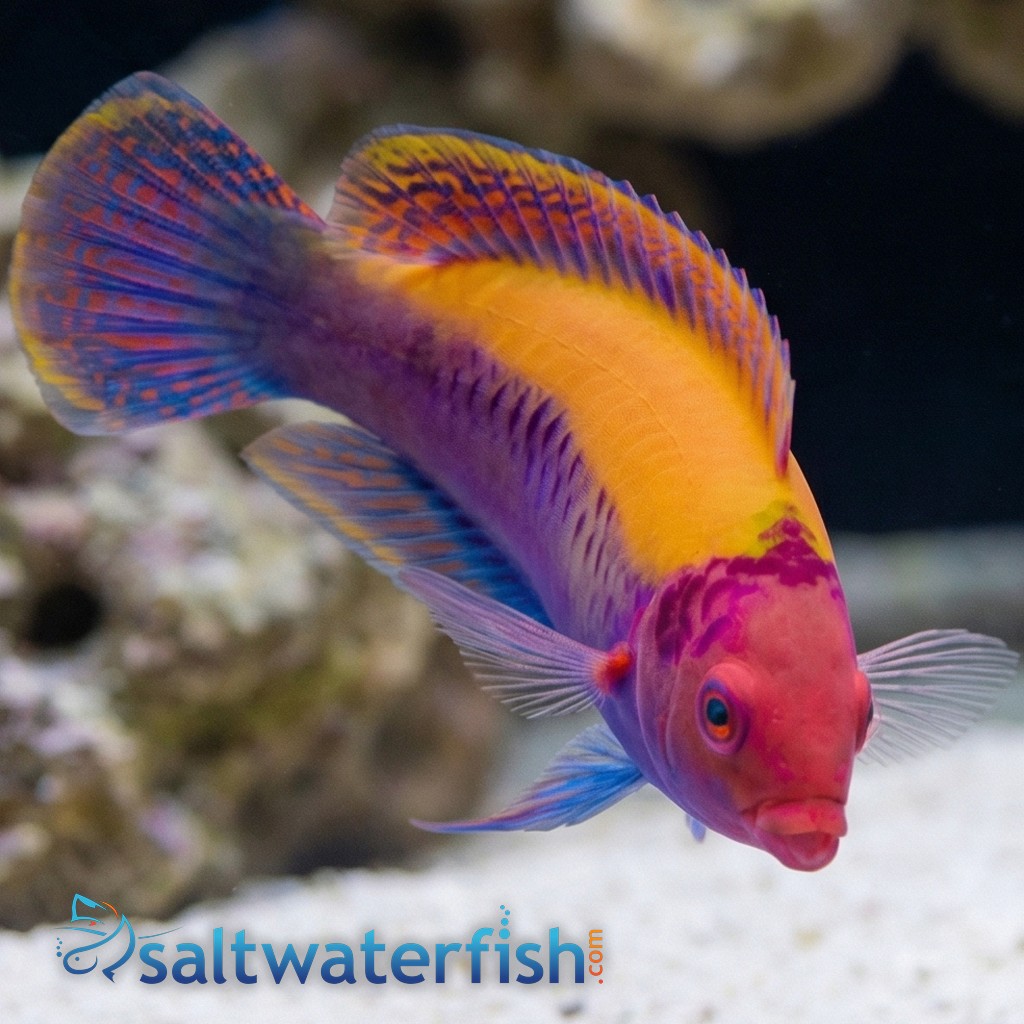 Orange Back Fairy Wrasse