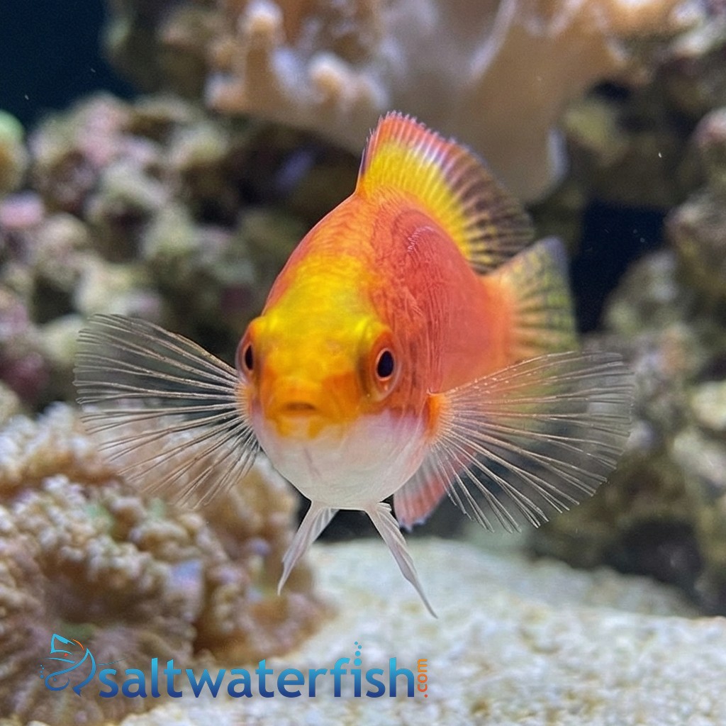 Balteatus Fairy Wrasse