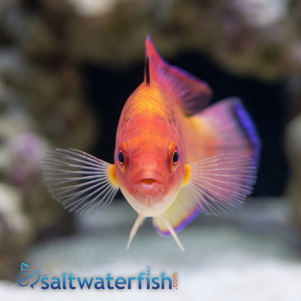 Hooded Fairy Wrasse