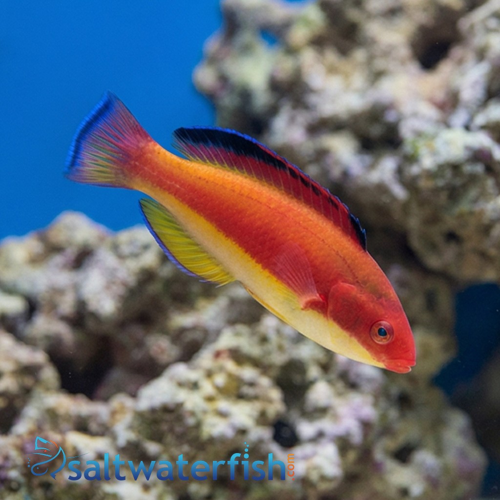 Hooded Fairy Wrasse