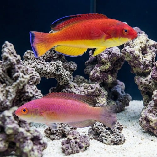 Hooded Fairy Wrasse