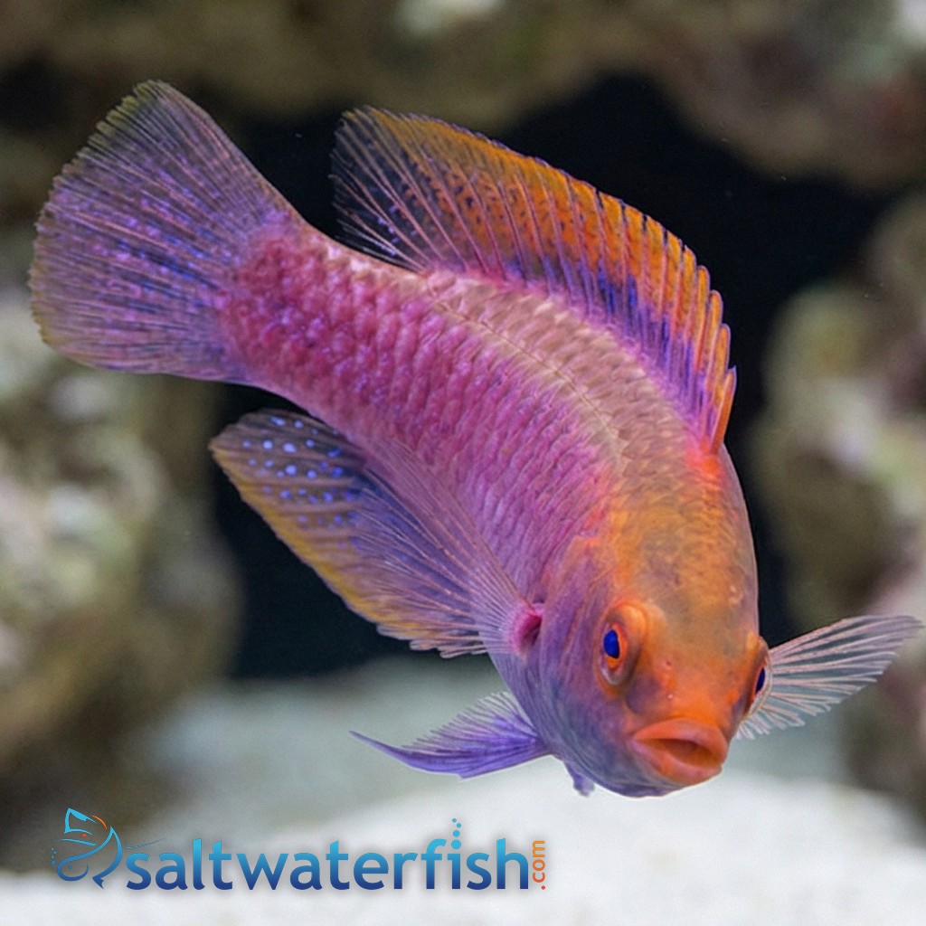 Beau's Fairy Wrasse : Male - MAC Certified
