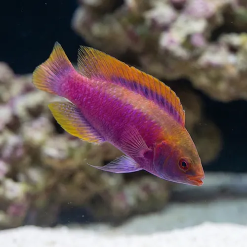 Beau's Fairy Wrasse : Male - MAC Certified