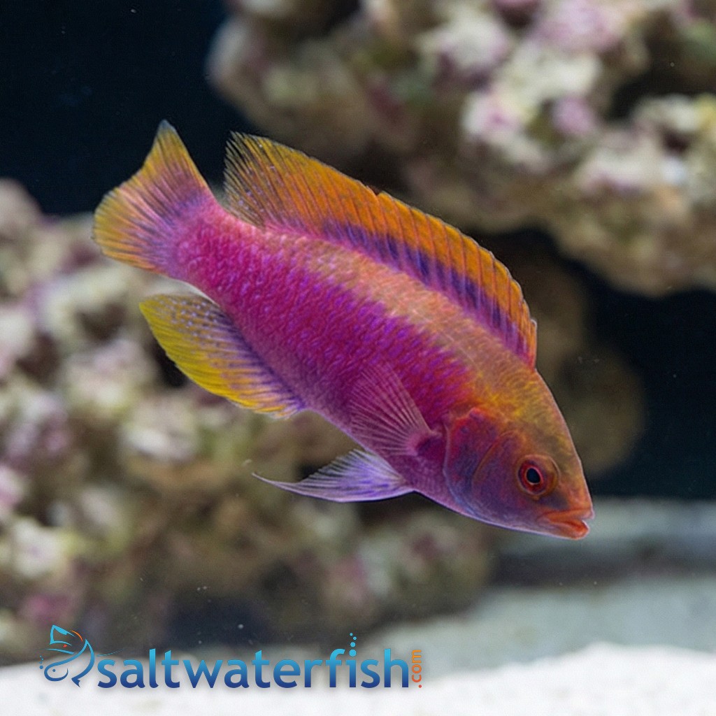 Beau's Fairy Wrasse