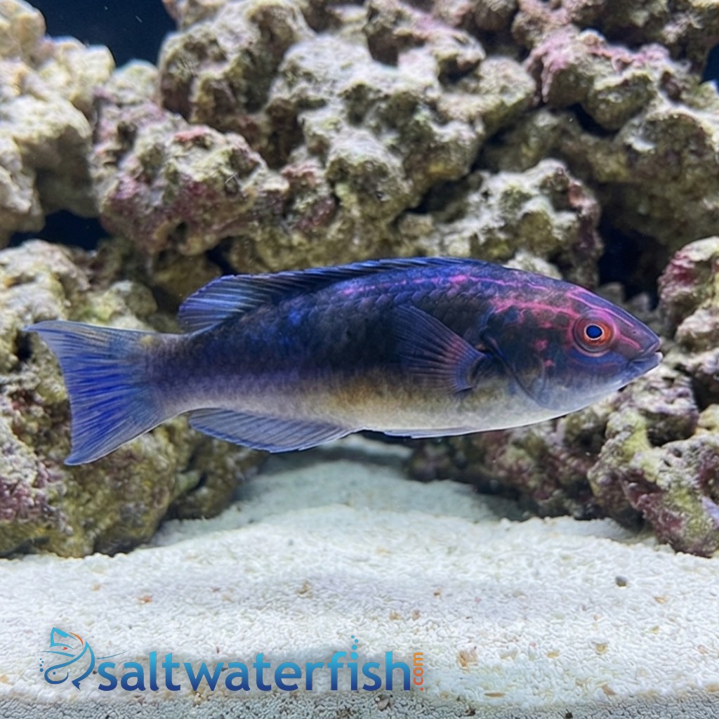 Brunneus Fairy Wrasse