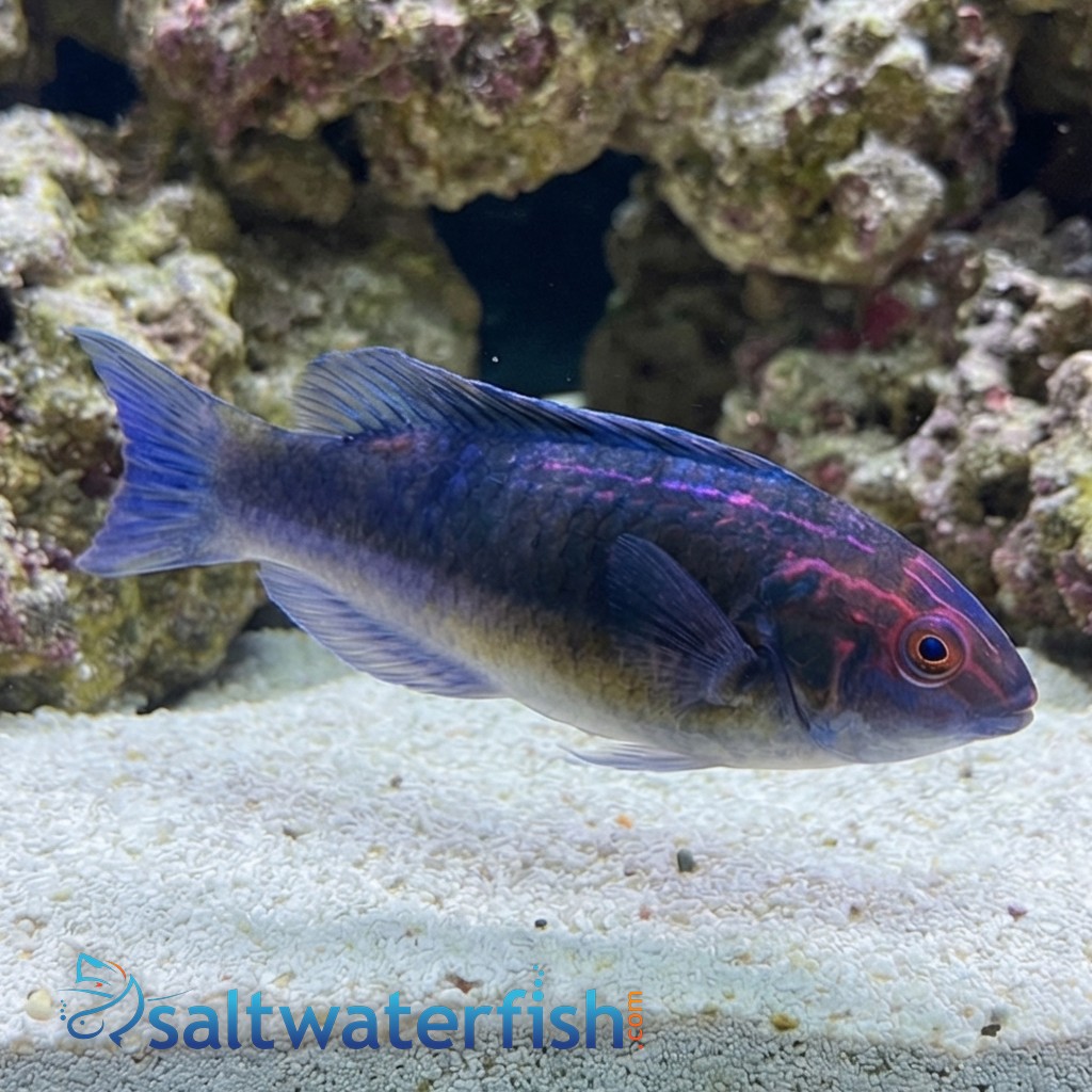 Brunneus Fairy Wrasse