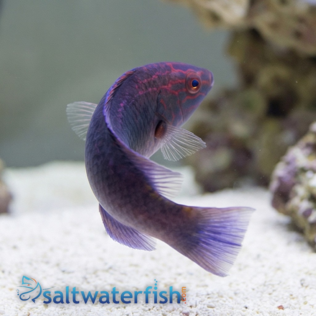 Brunneus Fairy Wrasse