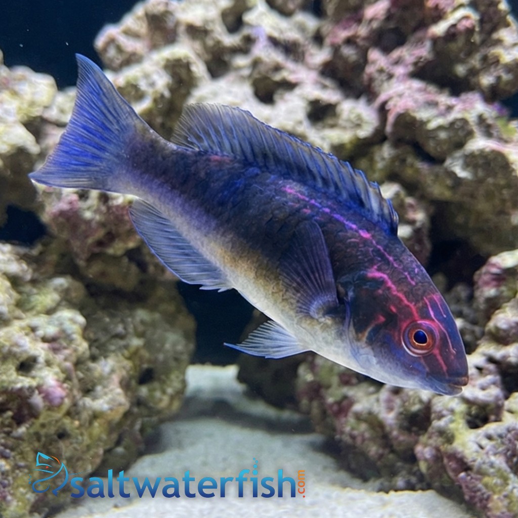 Brunneus Fairy Wrasse