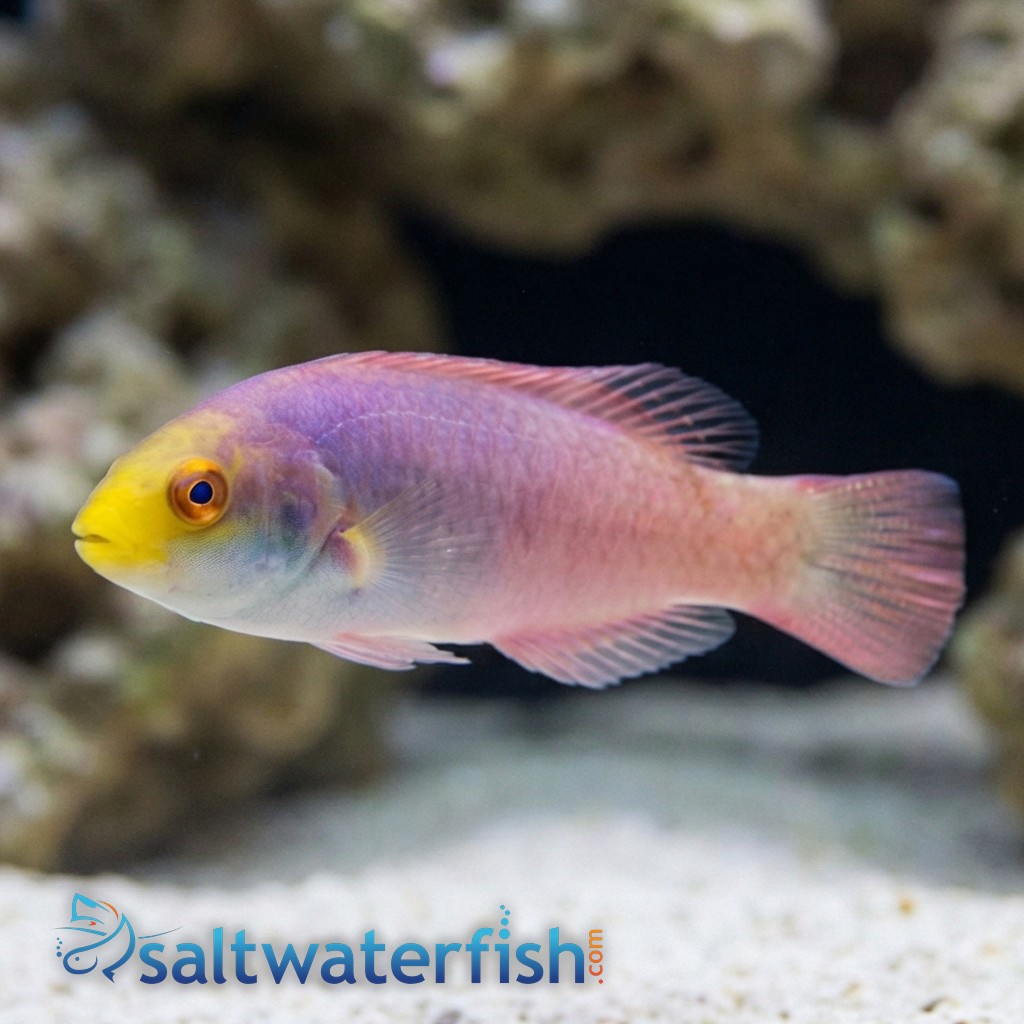 Scott's Fairy Wrasse